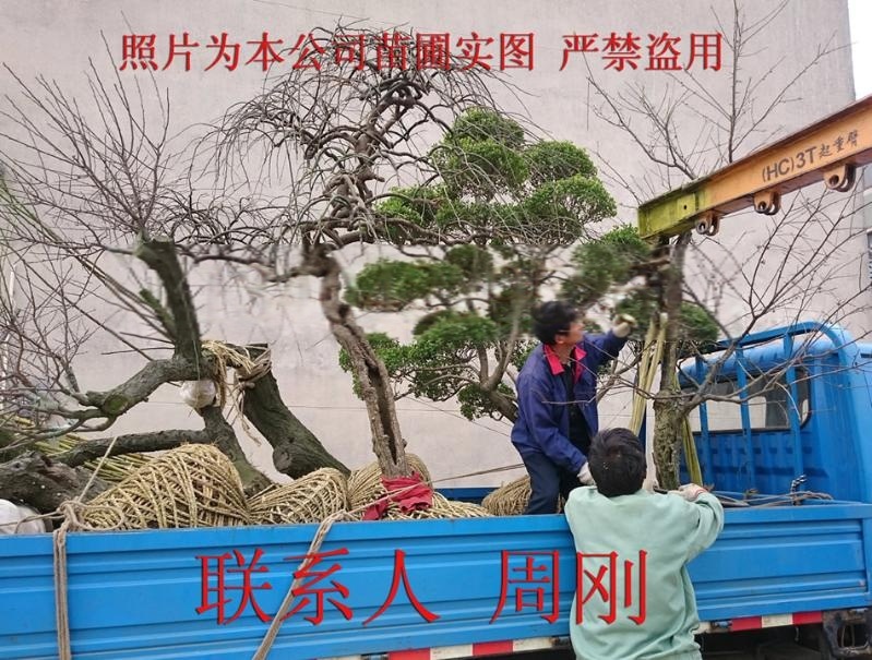蘇州綠化苗木、蘇州苗木市場、蘇州花木公司、光福苗圃、別墅庭院苗木批發(fā)