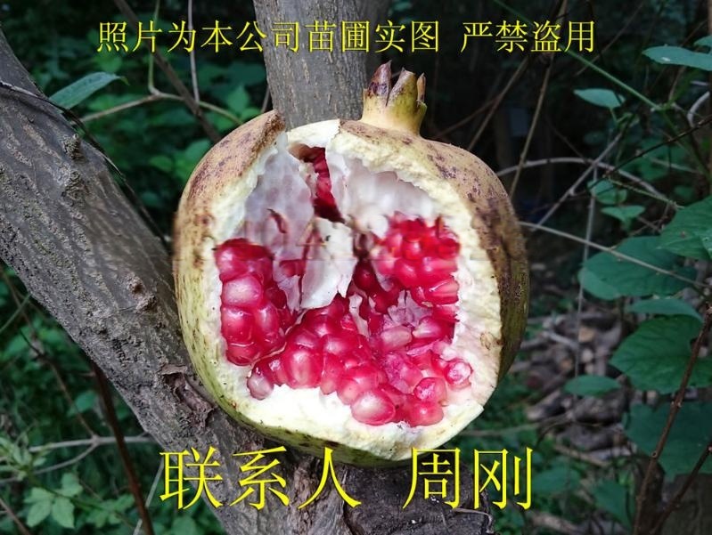 蘇州石榴樹、水晶石榴、紅石榴、果石榴樹、蘇州綠化苗木