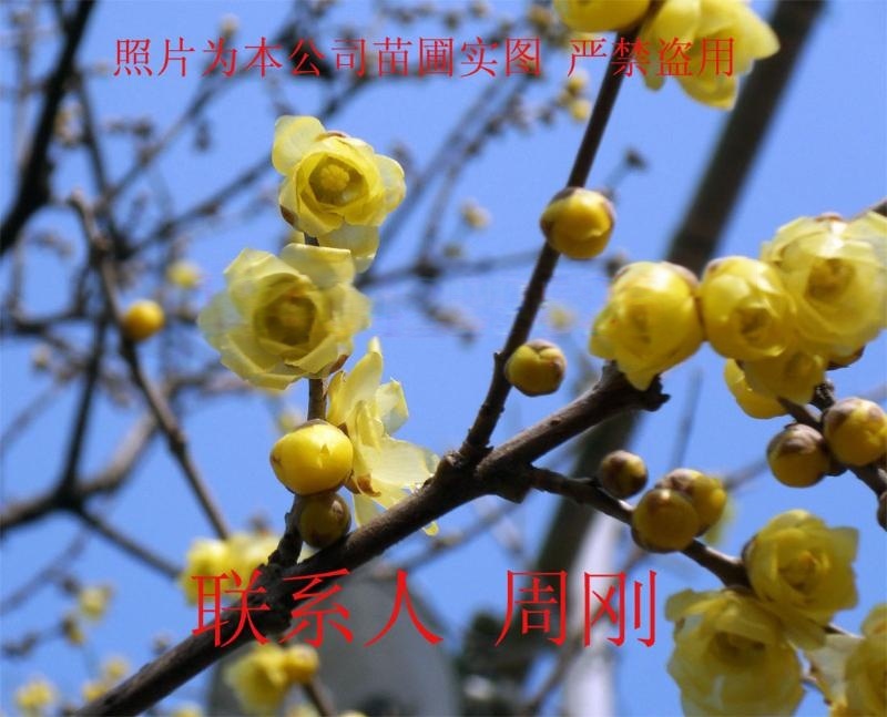 蘇州臘梅花、大型臘梅樹苗圃基地、別墅景觀樹木批發(fā)、蘇州光福綠化苗木