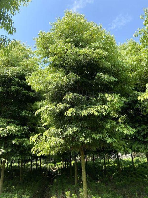 成都供應(yīng)楨楠-楨楠基地-郫都區(qū)名川園藝場(chǎng)