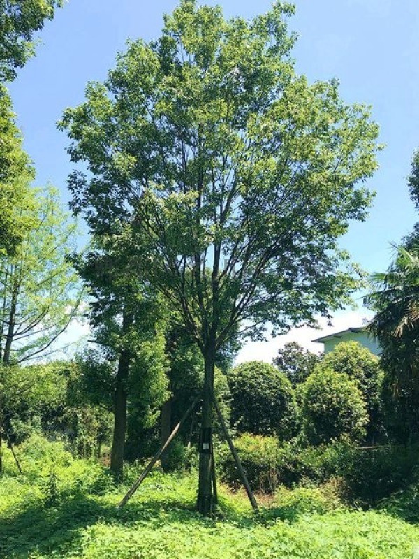 成都樸樹-樸樹基地-樸樹報(bào)價(jià)-樸樹圖片-名川園藝場(chǎng)