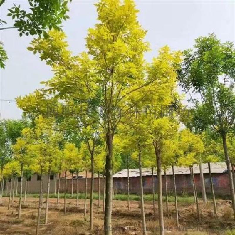 金葉白蠟價(jià)格是多少