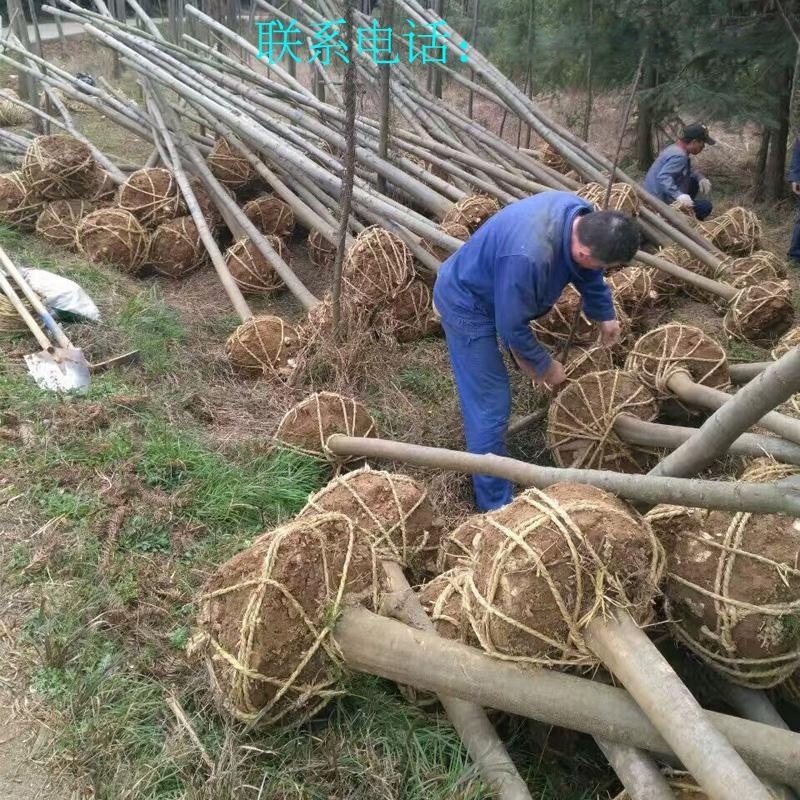 香樟,欒樹,廣玉蘭,大葉女貞,枇杷，楓楊，烏桕樹,桂花