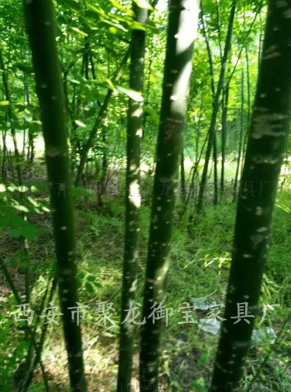 西安速生國(guó)槐批發(fā)，速生國(guó)槐樹(shù)苗價(jià)格，聚龍御寶供應(yīng)