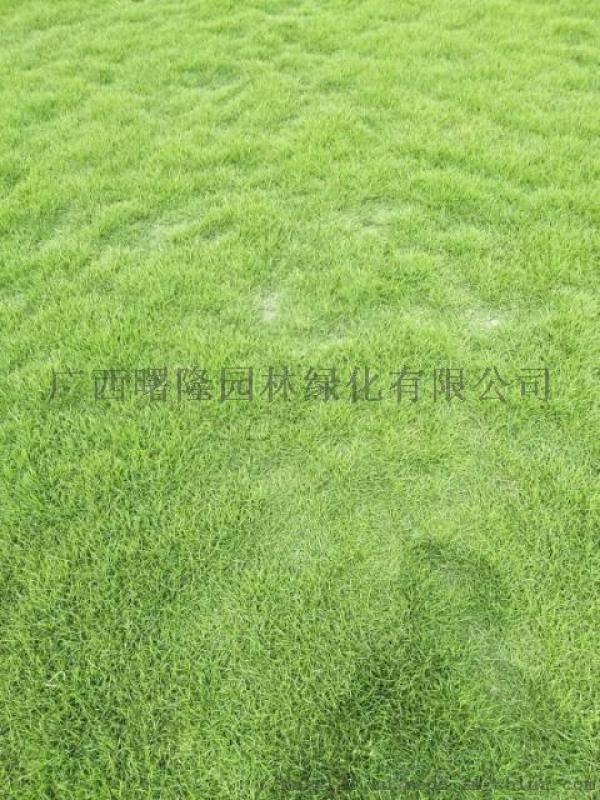 馬尼拉草皮草坪藍(lán)花楹銀海藻等優(yōu)勢苗木配送