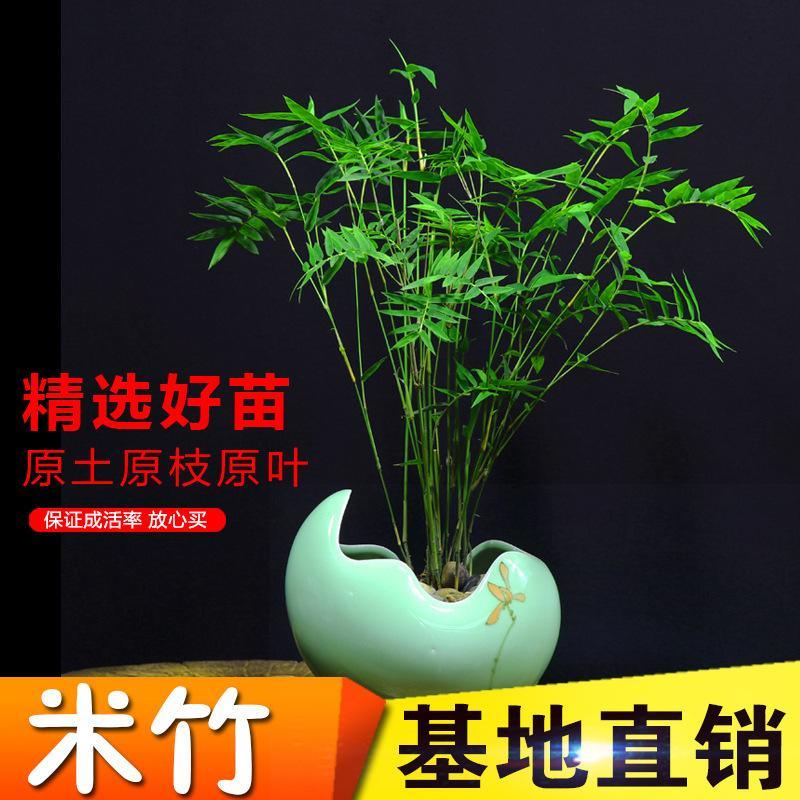 米竹苗盆栽鳳尾竹觀音竹觀賞竹子庭院客廳陽臺(tái)小型竹子鳳尾竹盆景
