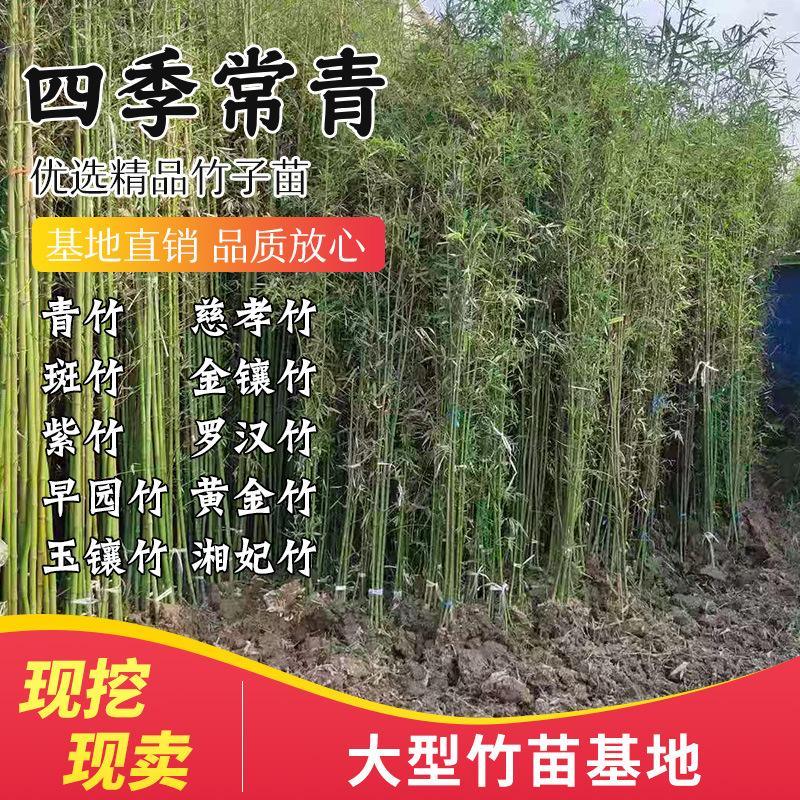 竹子苗庭院竹子植物四季常青紫竹苗青竹苗毛竹苗金鑲玉竹室內(nèi)盆栽
