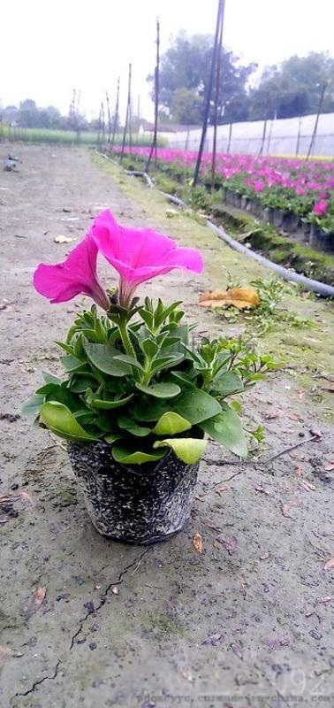 成都供應優(yōu)質(zhì)矮牽牛/牽?；?成都草花