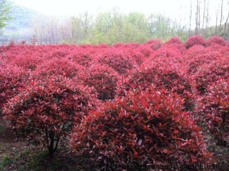 安徽合肥苗圃直銷紅葉石楠球，海桐球，紅花繼木球
