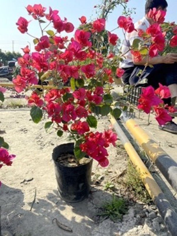 四川紅花三角梅_基地_圖片_三角梅_成都名川園藝場(chǎng)