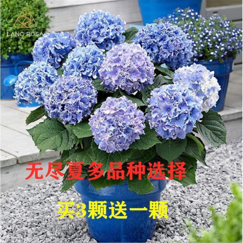 無盡夏八仙繡球花苗重瓣大花變色客廳陽臺庭院花卉盆栽四季當(dāng)年開