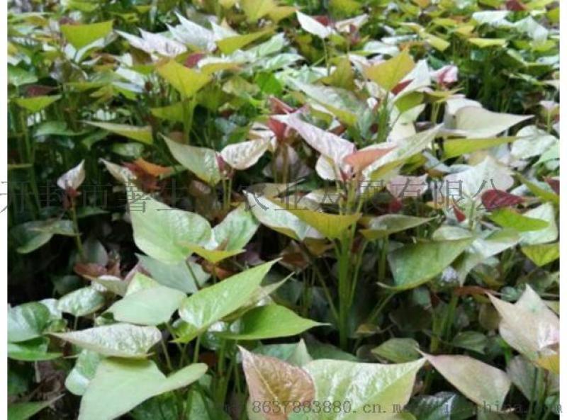 脫毒紅薯苗基地-高產(chǎn)高淀粉紅薯苗供應(yīng)