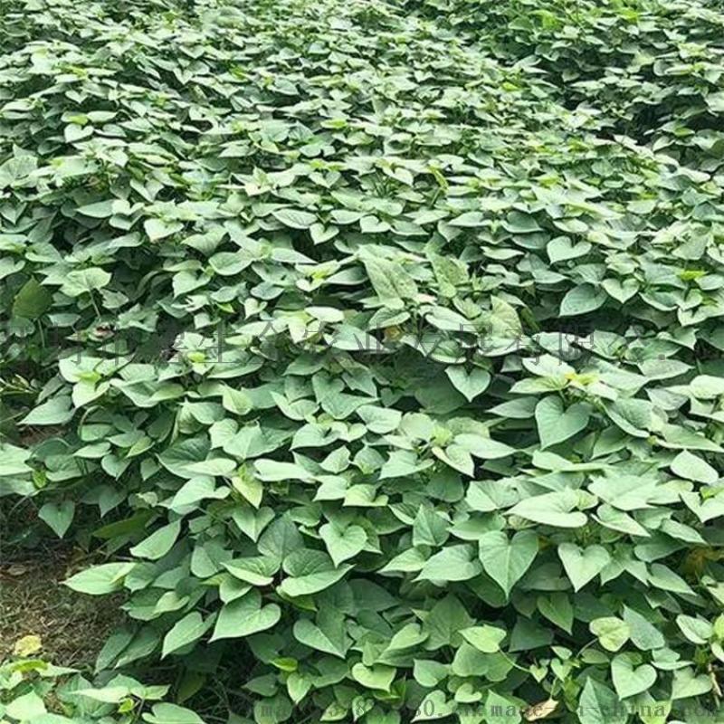 優(yōu)良紅薯苗-高淀粉紅薯苗-脫毒紅薯苗價(jià)格