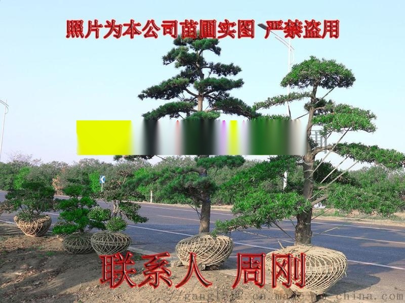 蘇州造型五針?biāo)?五針?biāo)擅缙苑N植基地 造型景觀樹基地
