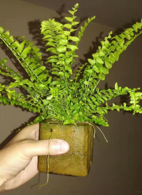 小森林-智能養(yǎng)護無土栽培植物綠墻,墻體綠化