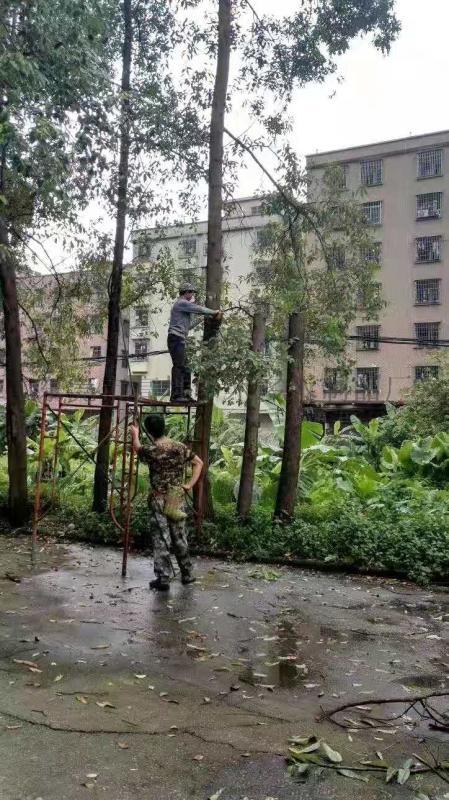 東莞專業(yè)砍樹，挖樹、種樹、移樹、高空修剪樹枝等