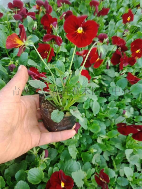 冬季耐寒草花三色堇，三色堇批發(fā)，河北冬季草花三色堇