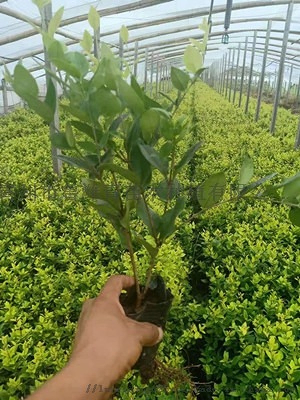 山東基地大量出售優(yōu)質(zhì)綠化苗木-綠化苗木種植哪里好