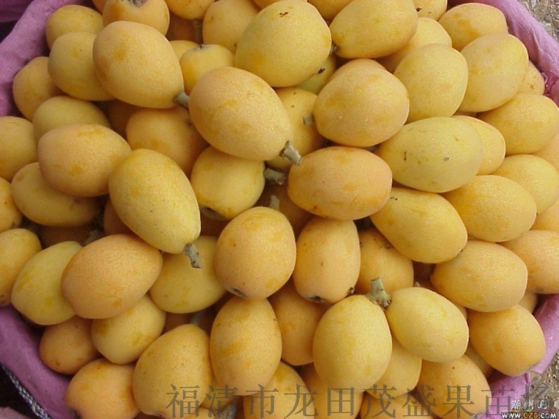供應解放鐘和早鐘六號嫁接枇杷苗數(shù)量20萬株