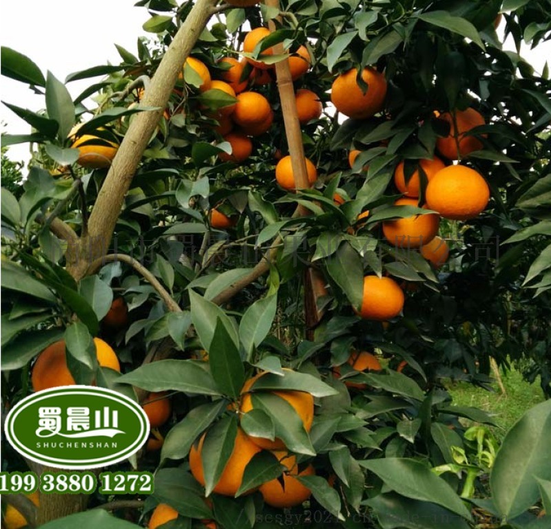 嫁接愛媛柑橘苗，早熟柑橘品種苗，那里有嫁接柑橘苗