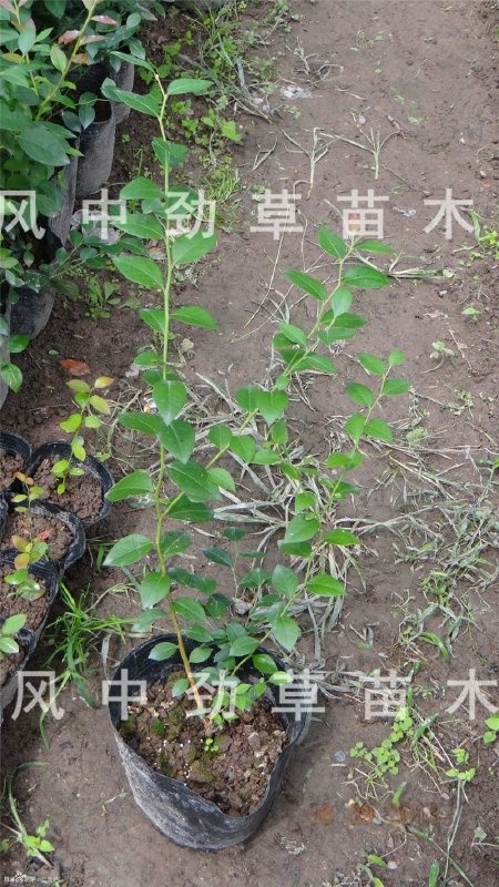 直銷藍(lán)莓樹(shù)苗 矮叢藍(lán)莓苗 批發(fā) 芬蒂 3年藍(lán)莓苗 基地現(xiàn)貨 果大