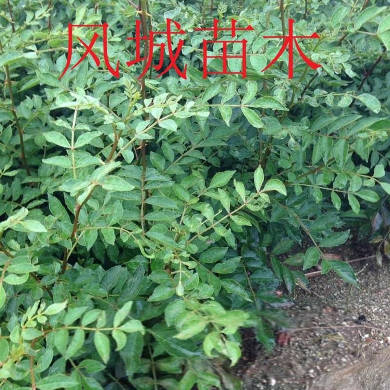 山東無(wú)刺花椒 無(wú)刺花椒苗價(jià)格 無(wú)刺花椒哪里有