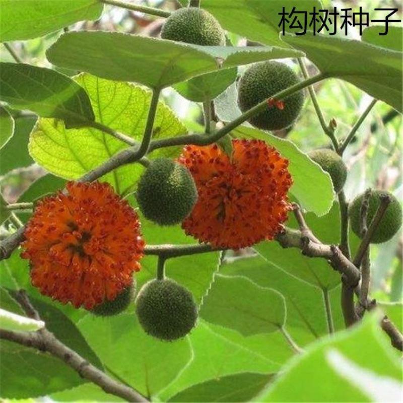 批發(fā)雜交構(gòu)樹(shù)種子 構(gòu)桃樹(shù)沙紙樹(shù) 構(gòu)乳樹(shù)楮樹(shù)楮實(shí)子谷木谷漿樹(shù)包郵