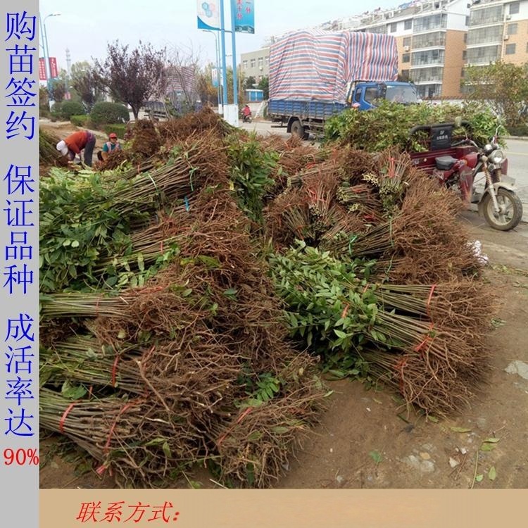 出售果樹(shù)苗 紅油香椿苗 香椿苗多少錢(qián)