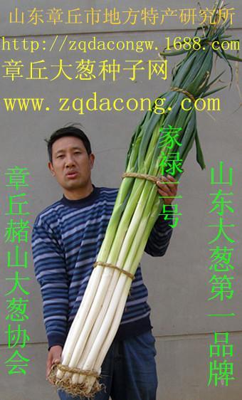 家祿牌山東大蔥種子，抗倒抗霜家祿三號章丘大蔥種子